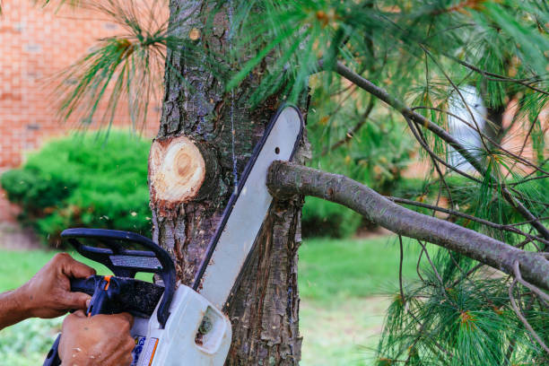 Professional Tree Removal and Landscaping Services in Grayslake, IL